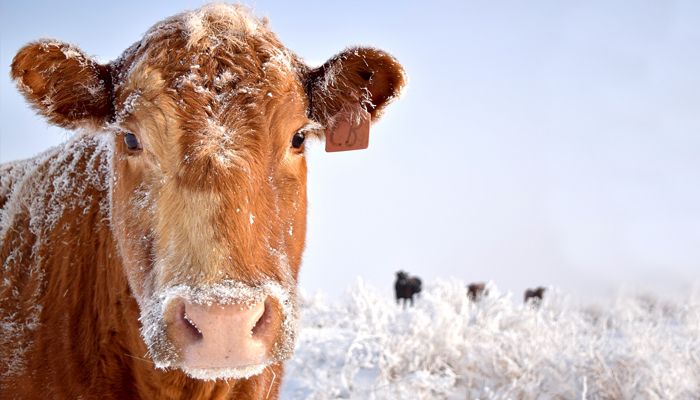 Wind, sleet or snow: Farm animal care never stops