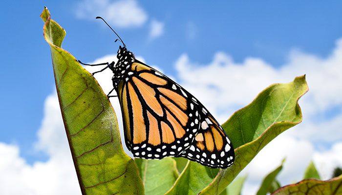 Monarch Butterfly