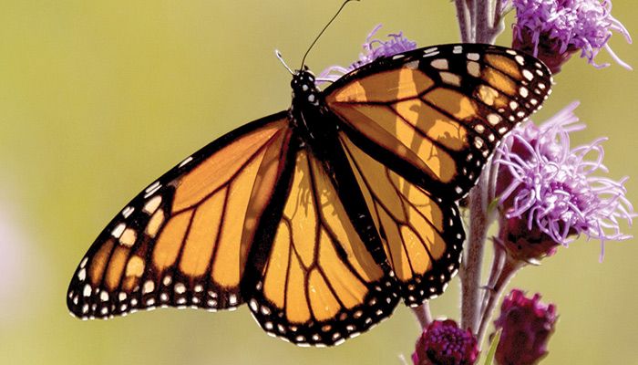 Monarch butterfly