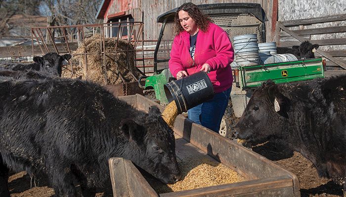 Feeding cattle