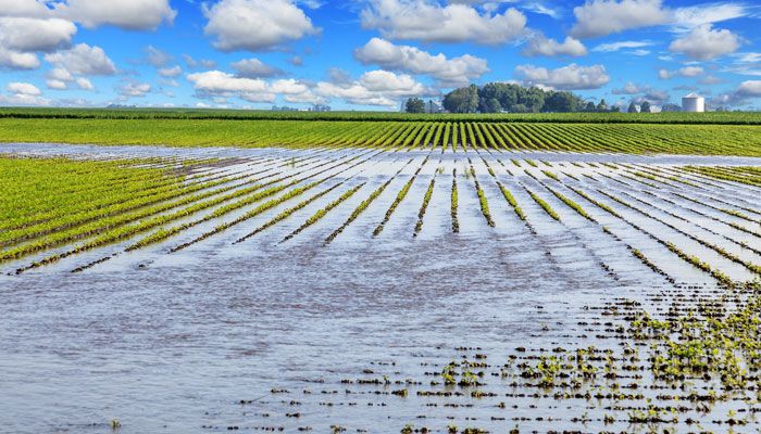 Flooded farmland