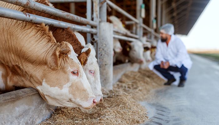 Livestock Vet