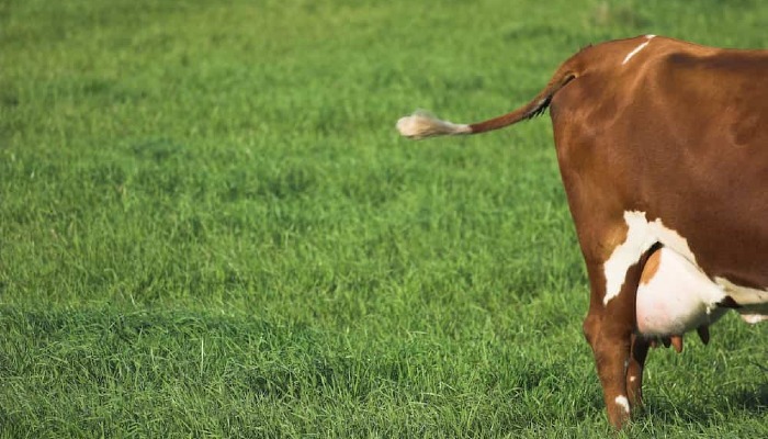 Cow releasing methane gas