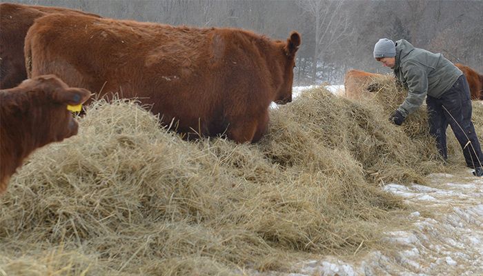 Question: How do Iowa farmers ensure their farm animals are safe and  comfortable in the winter?