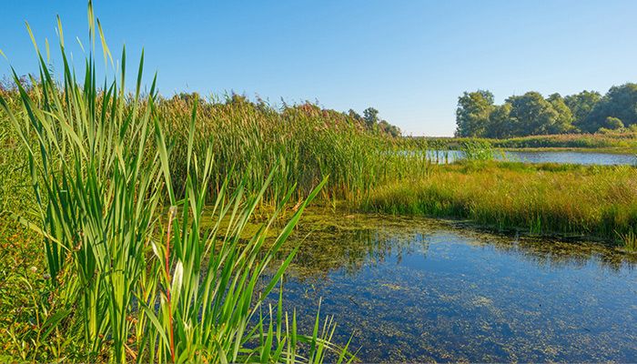 Wetland