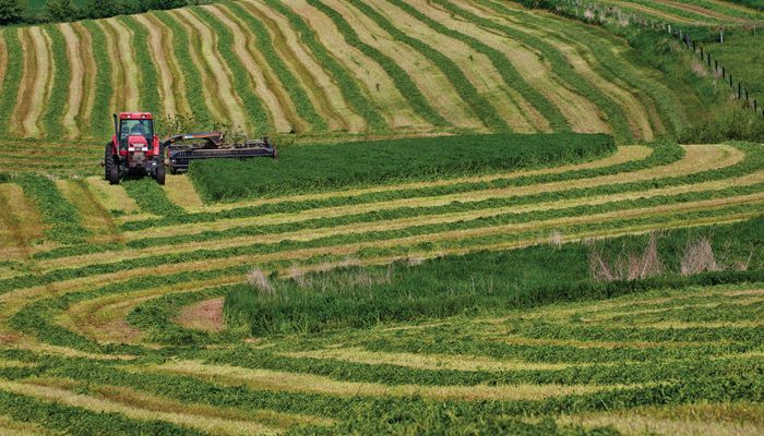 Alfalfa cutting