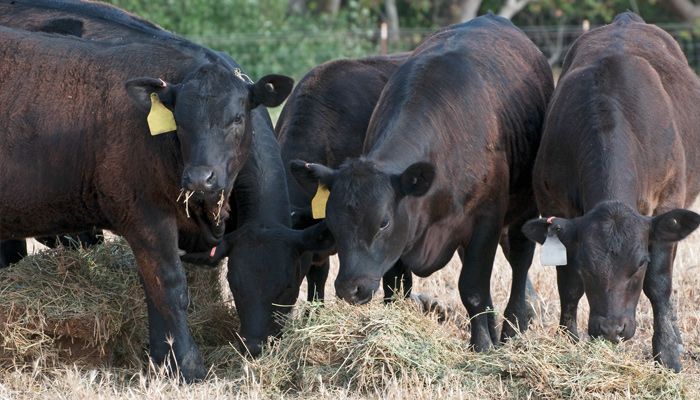cattle