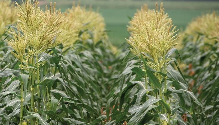 Corn tassle