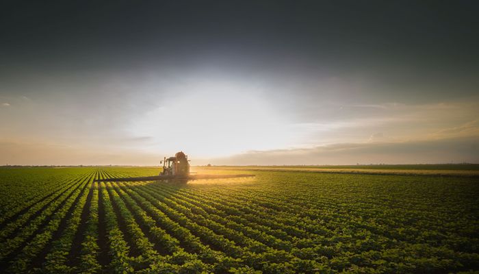 soybean field