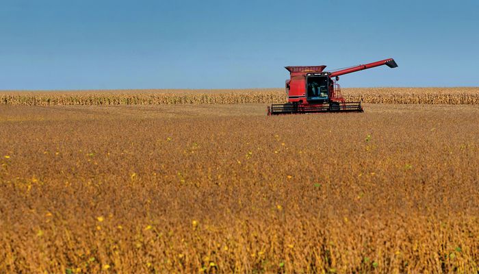 Soybean harvest