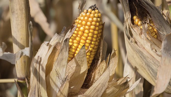 dry corn
