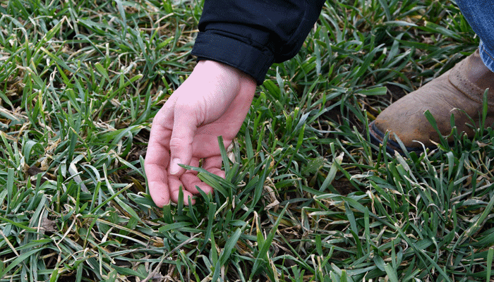 cover crop