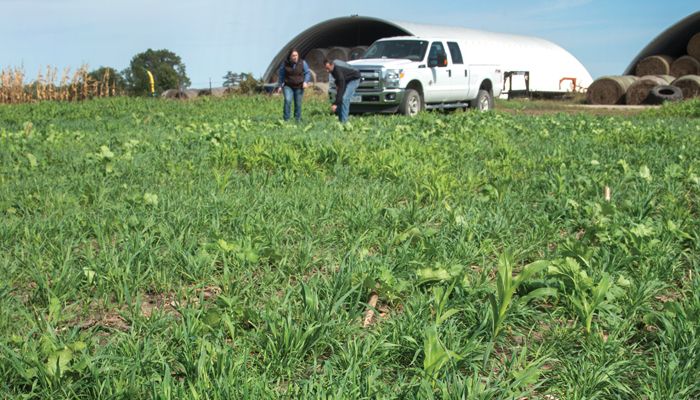 cover crop