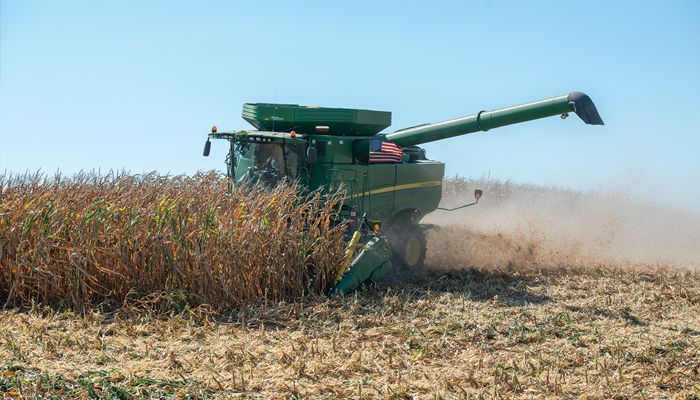 corn harvest