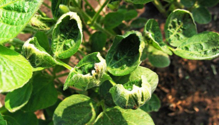 cupped soybeans