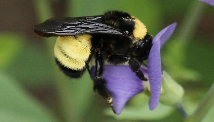 Fish and Wildlife Service to Review American Bumble Bee for Potential ESA Listing
