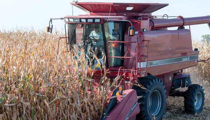 corn harvest