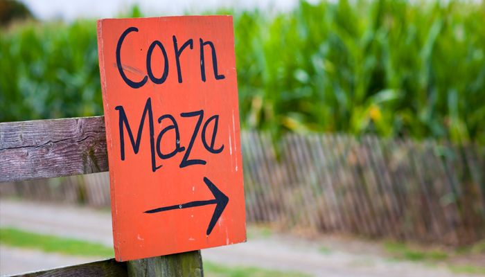 corn maze