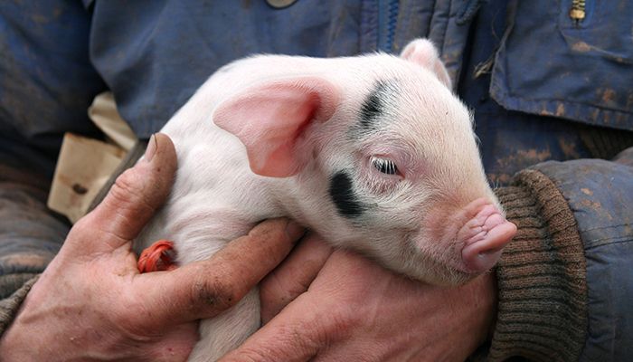 What four Iowa farmers want you to know about pig farming