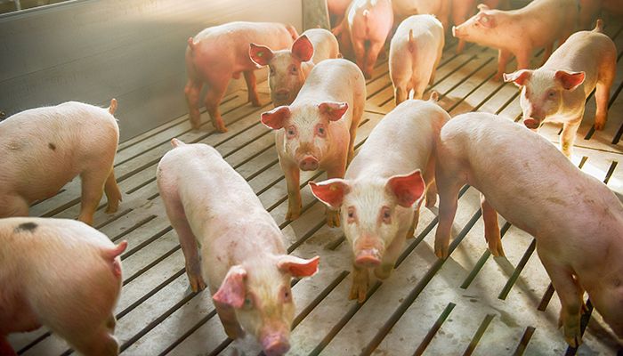 The Economic and Local Impacts of African Swine Fever Webinar