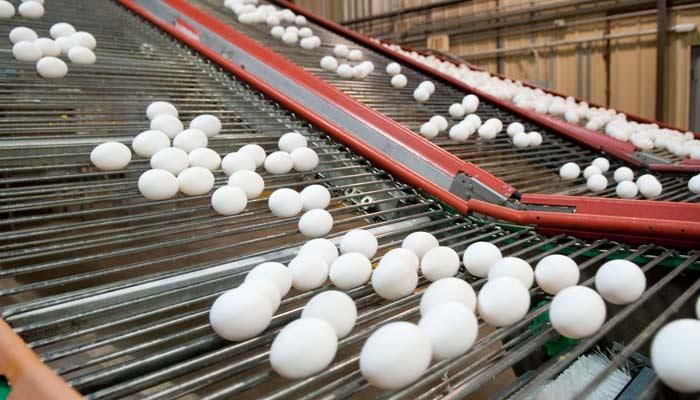 The perspective of an egg farmer