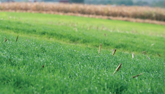 cover crop