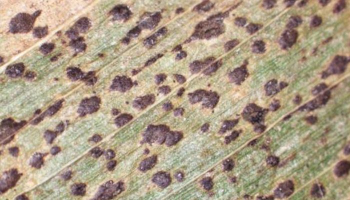 tar spot