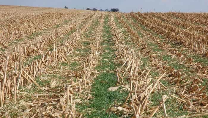 Green is the new fall color in Iowa fields