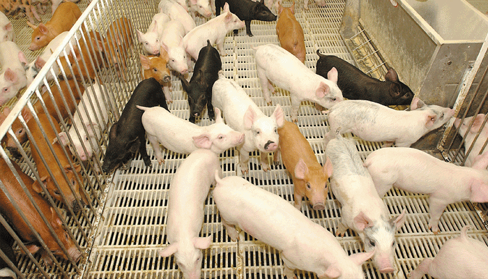 cute piglets