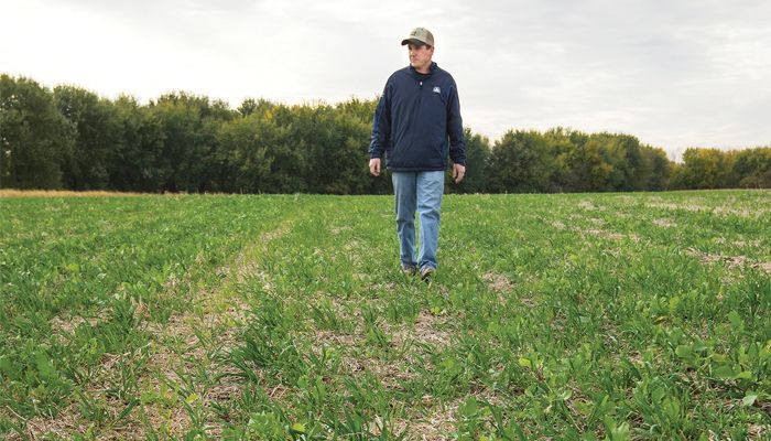 cover crop