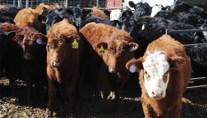 cattle