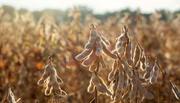 soybeans