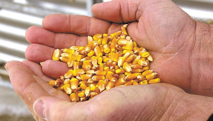 corn