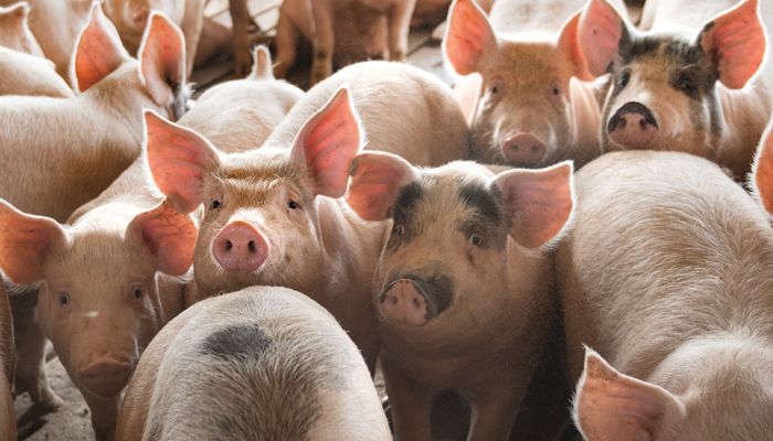 pigs