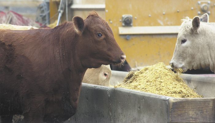 cattle