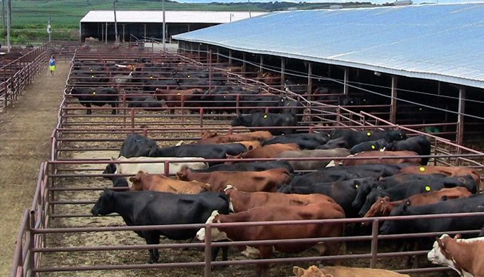 cattle