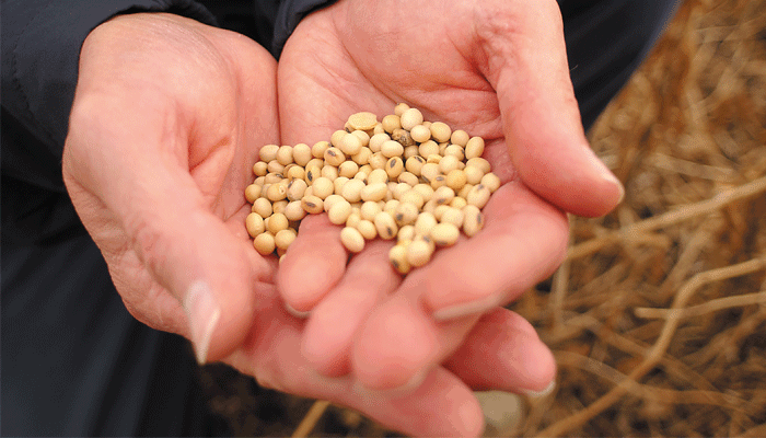 soybeans