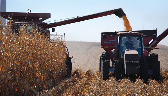 corn harvest