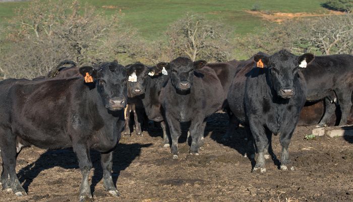black cattle