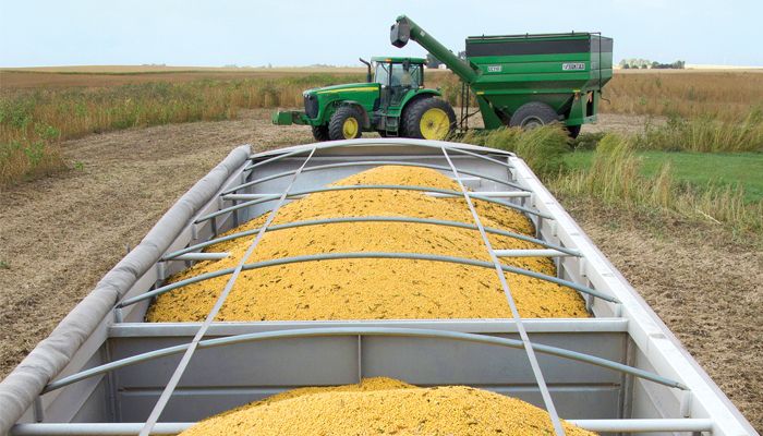 corn