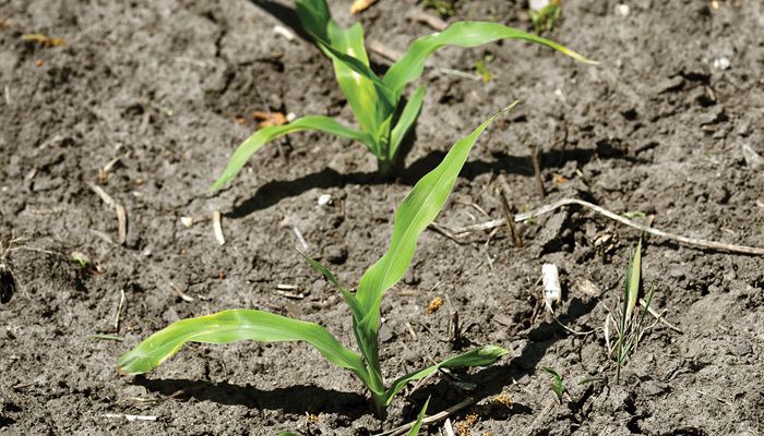corn
