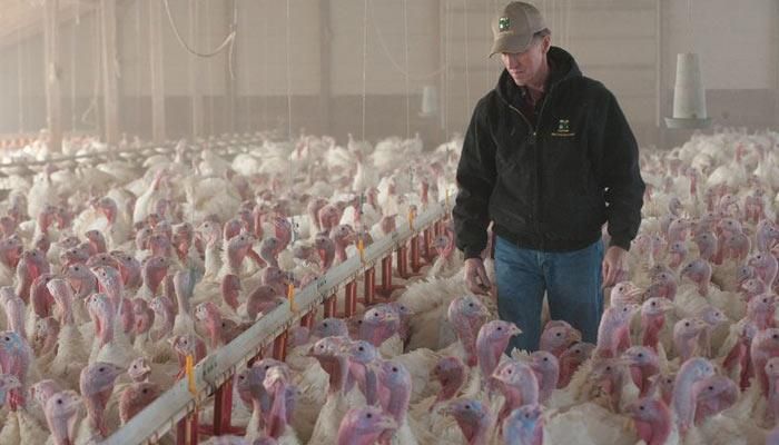 turkeys