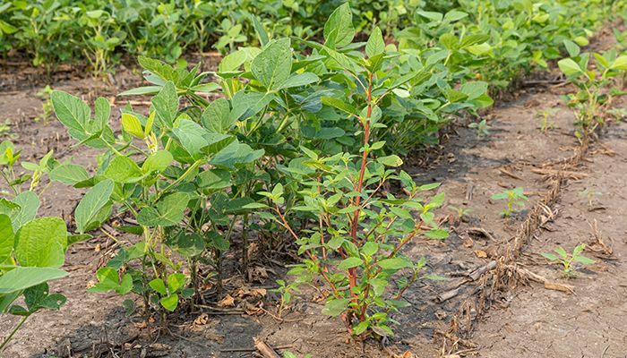 Waterhemp in soybeans