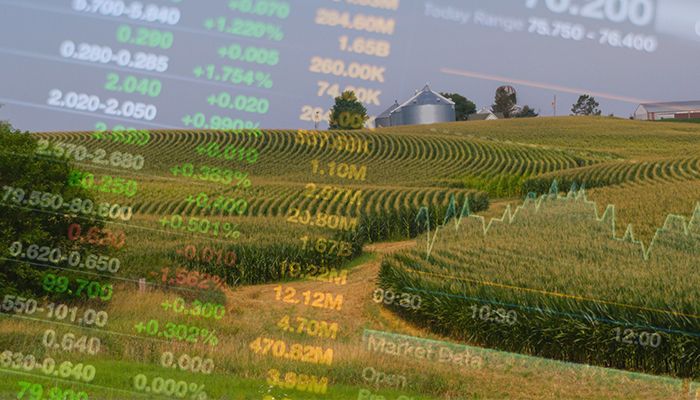 July WASDE, Planted Acres & Stocks: Market Implications