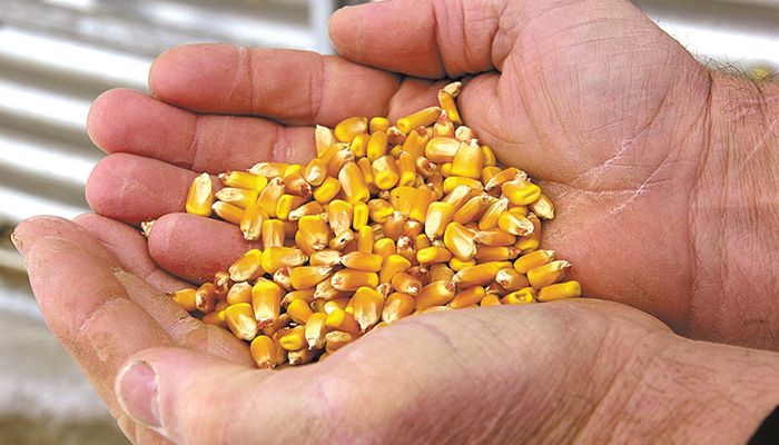 corn