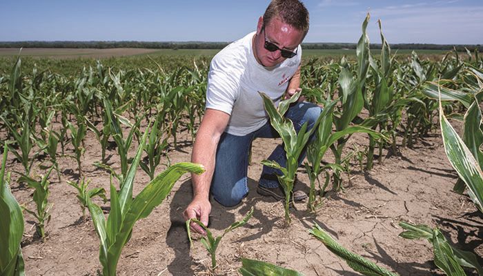Hot temps, timely rains push Iowa corn, soybean growth 