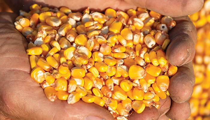 December corn futures fell by more than $1.75 per bushel since mid-June.  PHOTO / CONRAD SCHMIDT