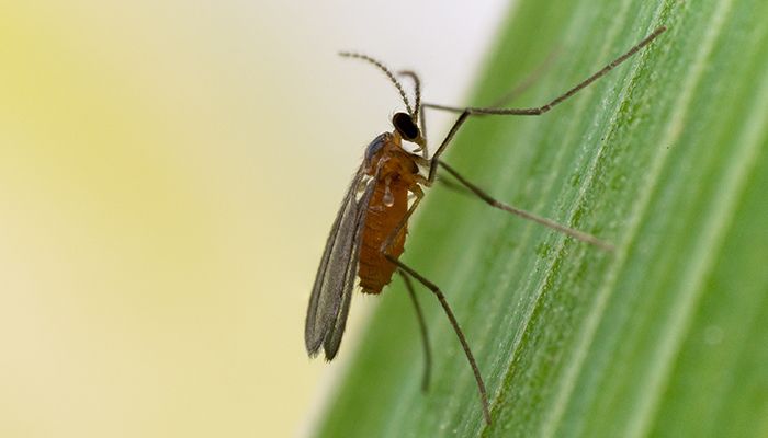 Gall Midge