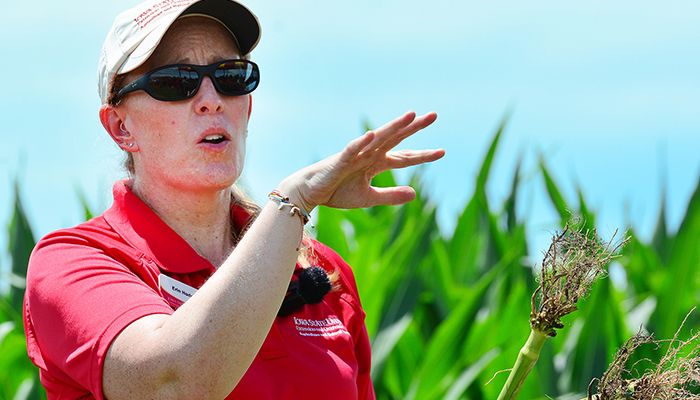Multi-level strategy recommended for rootworm control 