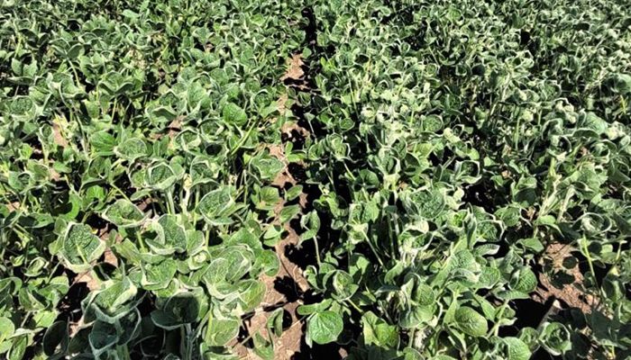 Dicamba drift can cause soybean cupping injury as shown here.